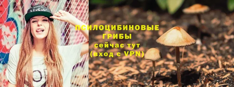 Псилоцибиновые грибы Psilocybe  Красновишерск 